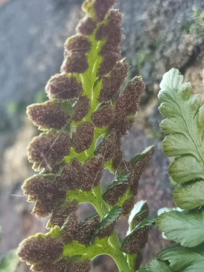 Asplenium adiantum-nigrum fruit