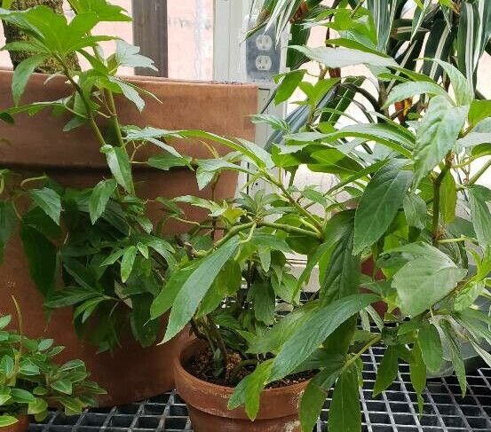 Begonia luxurians habit