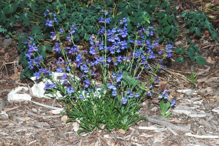 Penstemon aridus habit