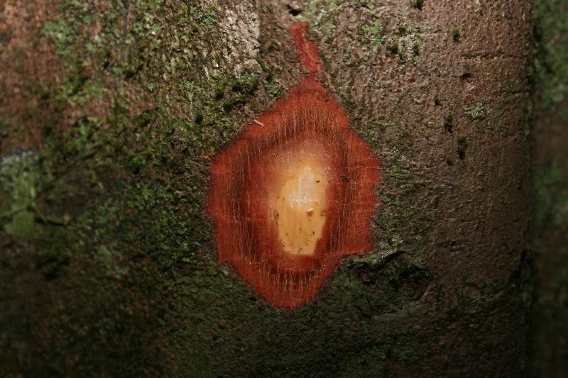 Allophylus robustus other