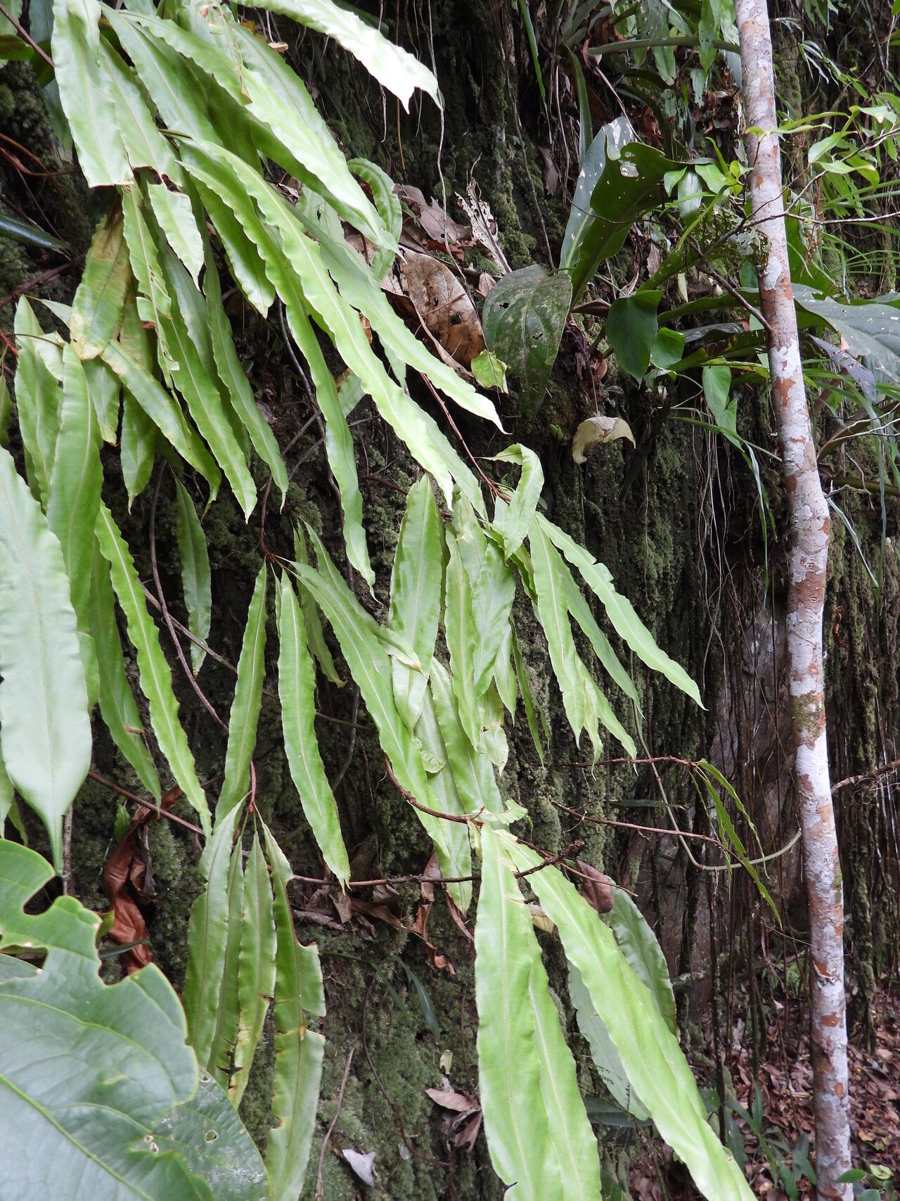 Oleandra pilosa — houseplant care guide