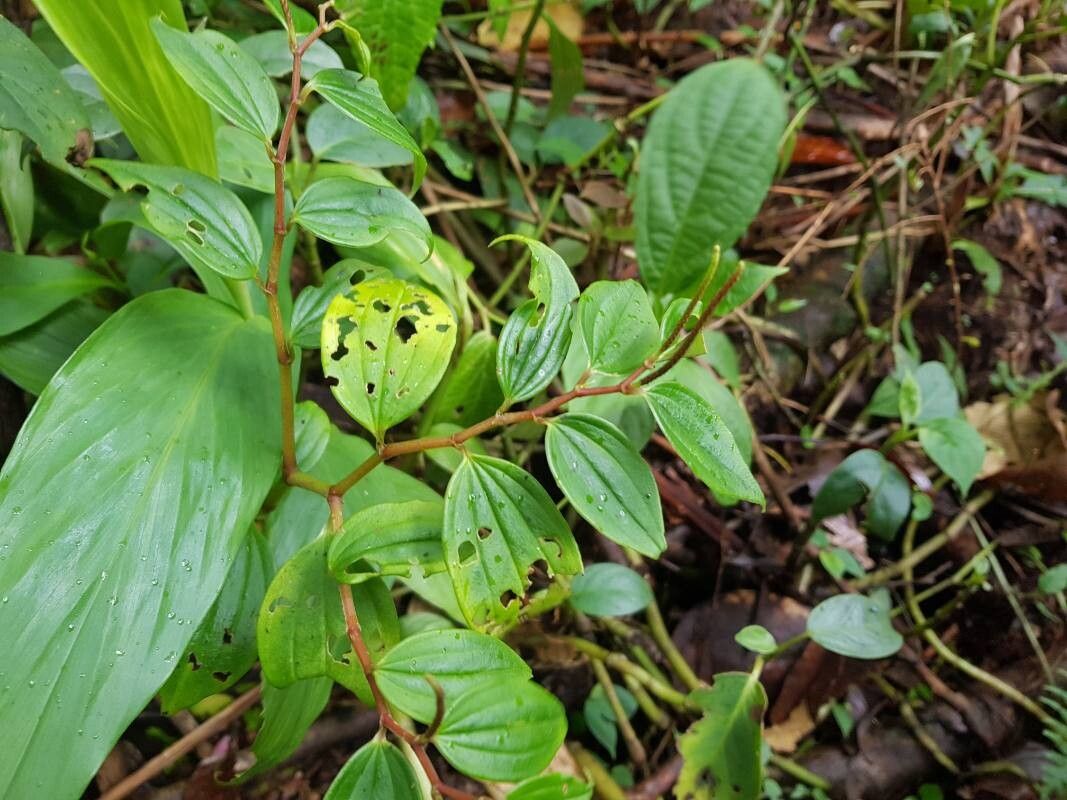 Peperomia elata leaf
