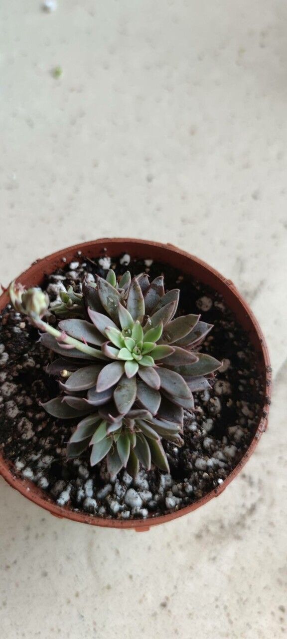 Graptopetalum rusbyi — search result for 'Graptopetalum'