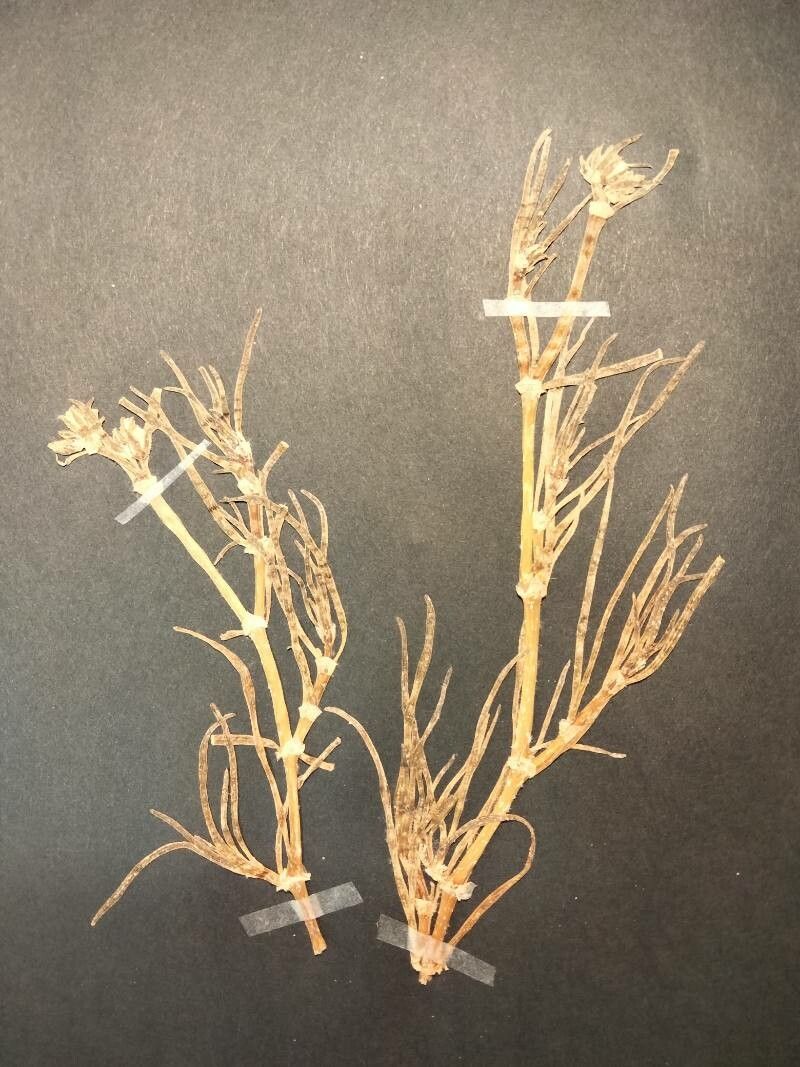 Spergularia maritima — houseplant care guide