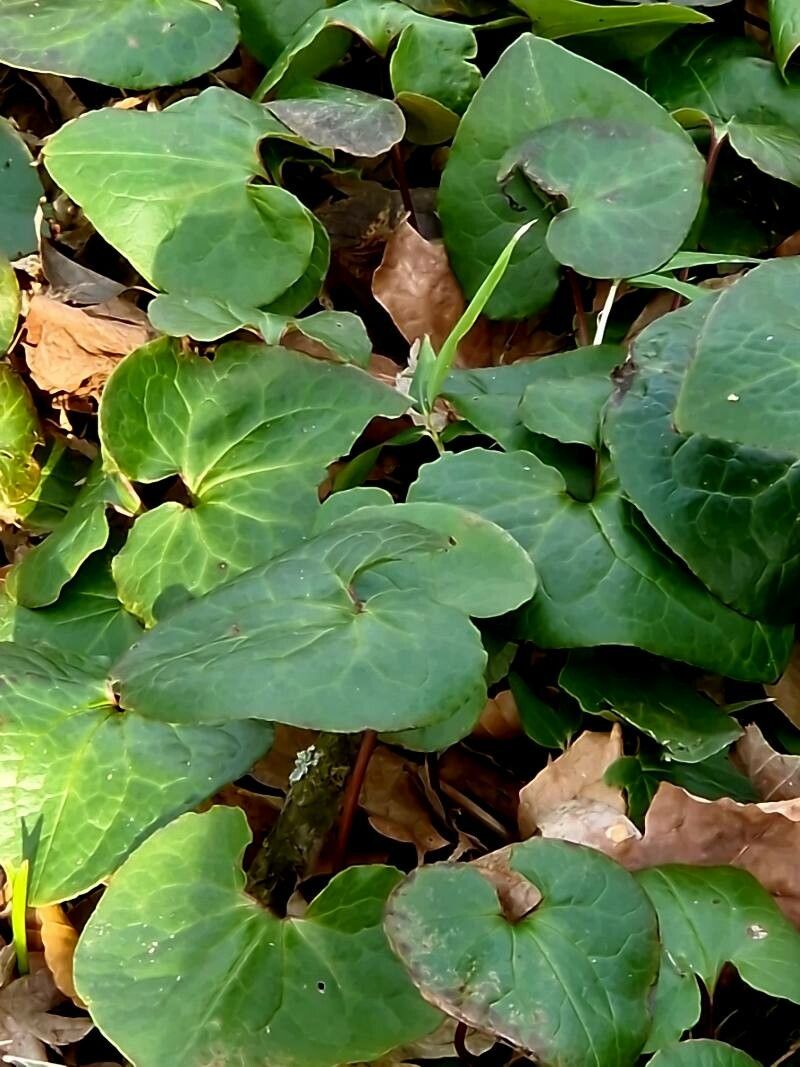 Asarum cardiophyllum