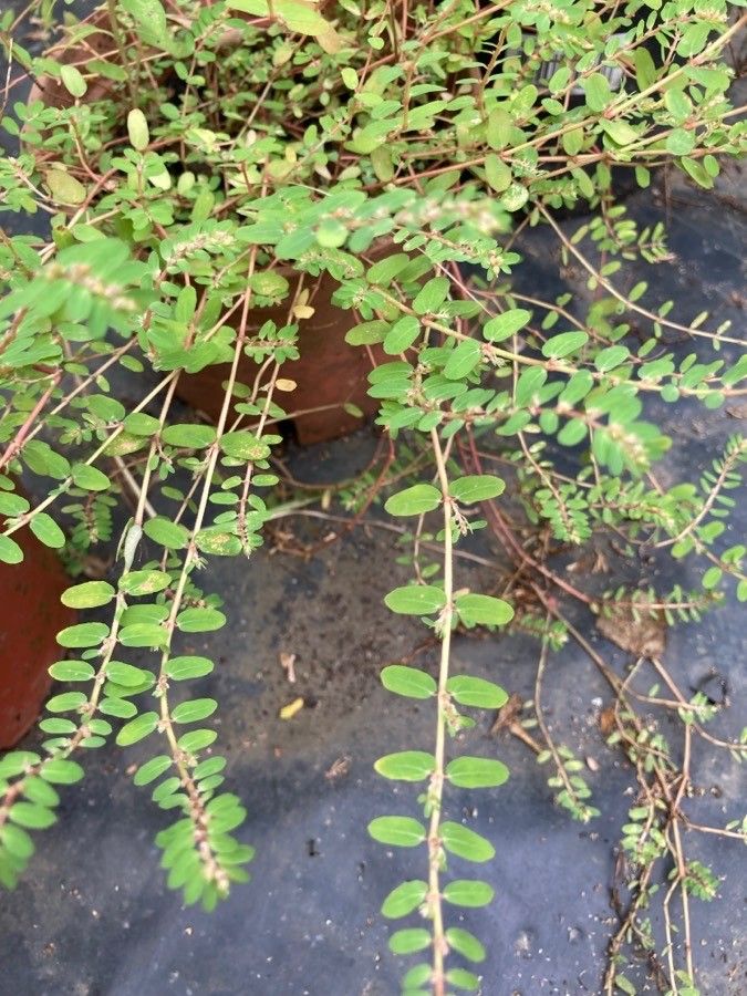Euphorbia thymifolia leaf