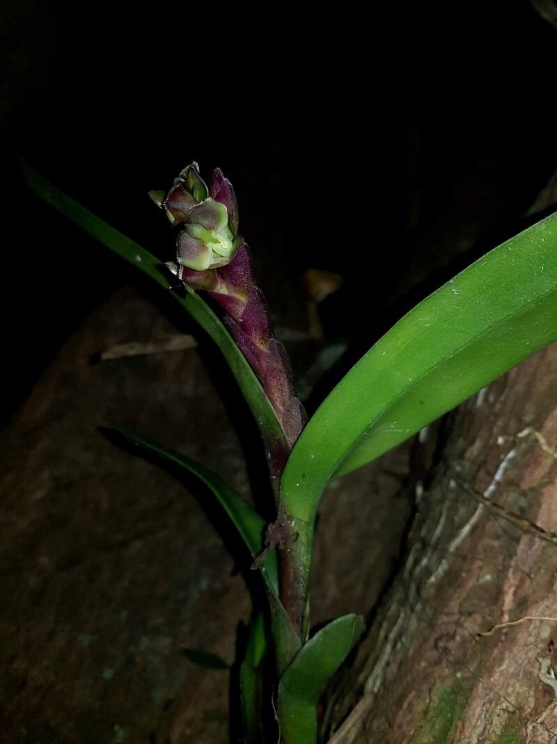 Epidendrum summerhayesii — search result for 'Epidendrum'