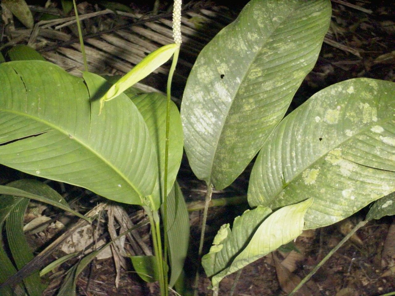 Spathiphyllum fulvovirens — houseplant care guide