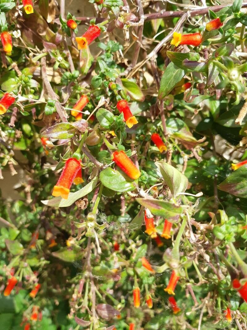 Manettia luteorubra bark