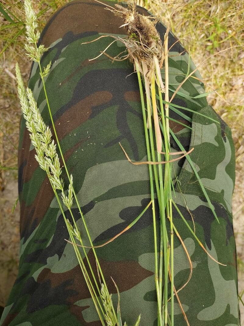 Koeleria macrantha fruit