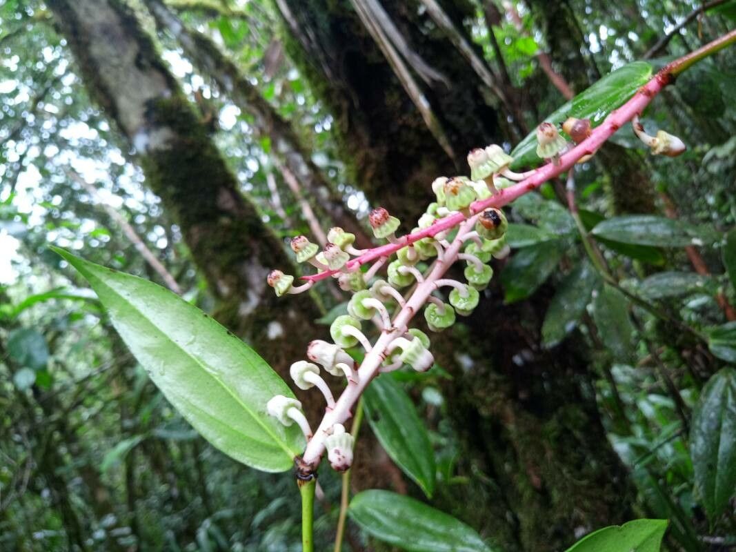 Cavendishia callista fruit