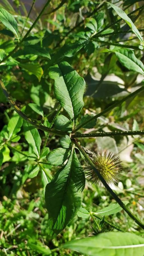 Dipsacus strigosus leaf