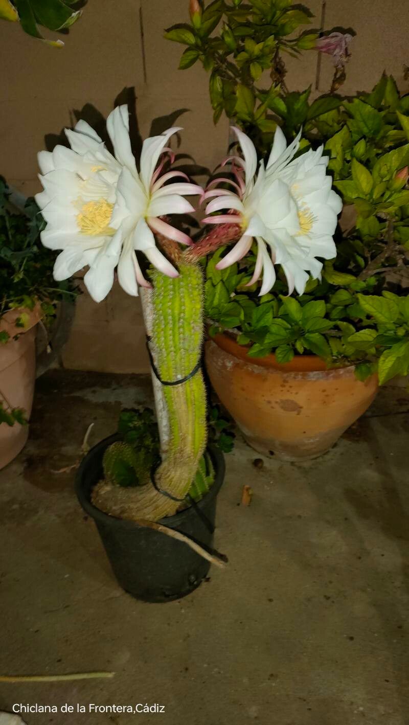 Soehrensia spachiana flower