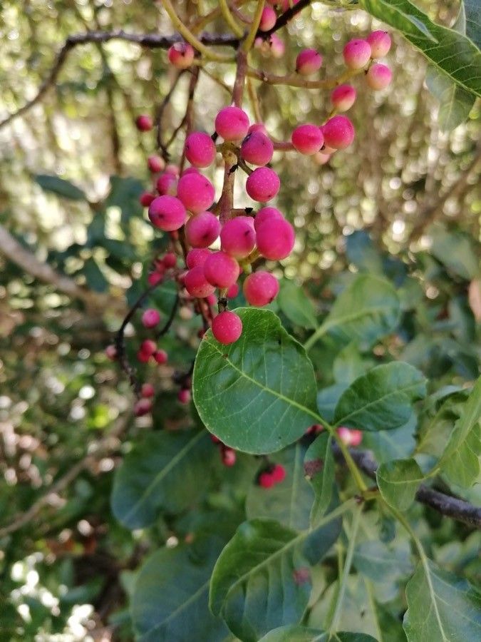 Pistacia terebinthus fruit