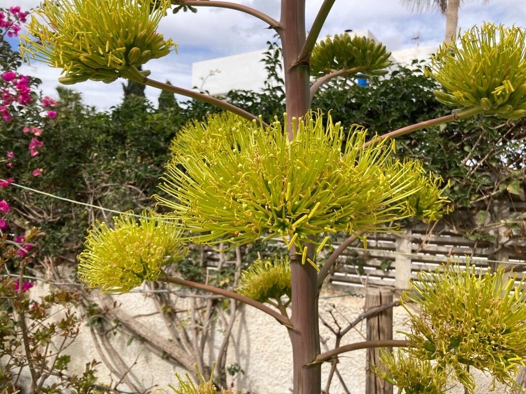 Agave demeesteriana flower
