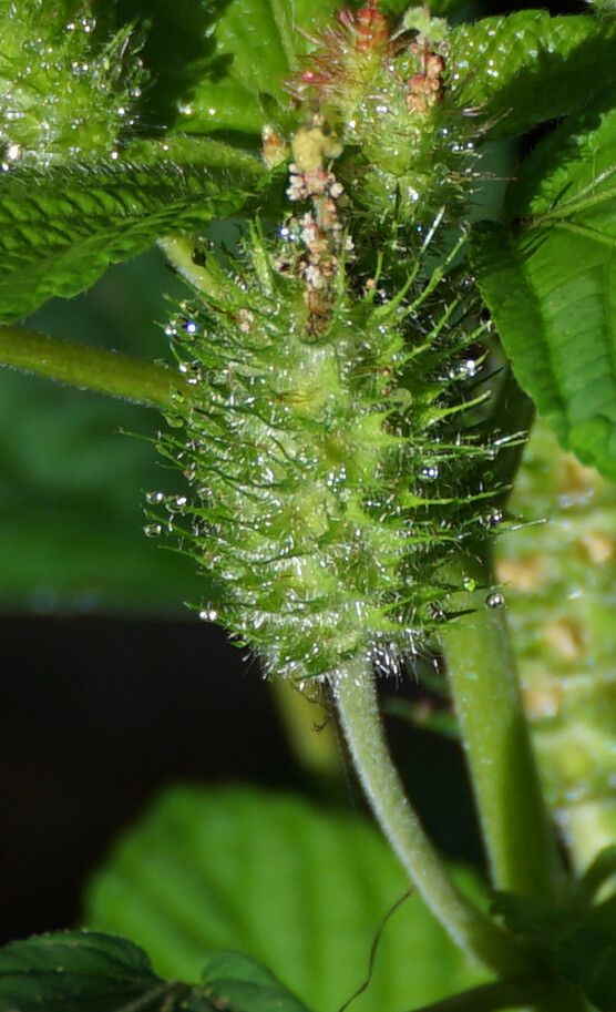 Acalypha arvensis fruit