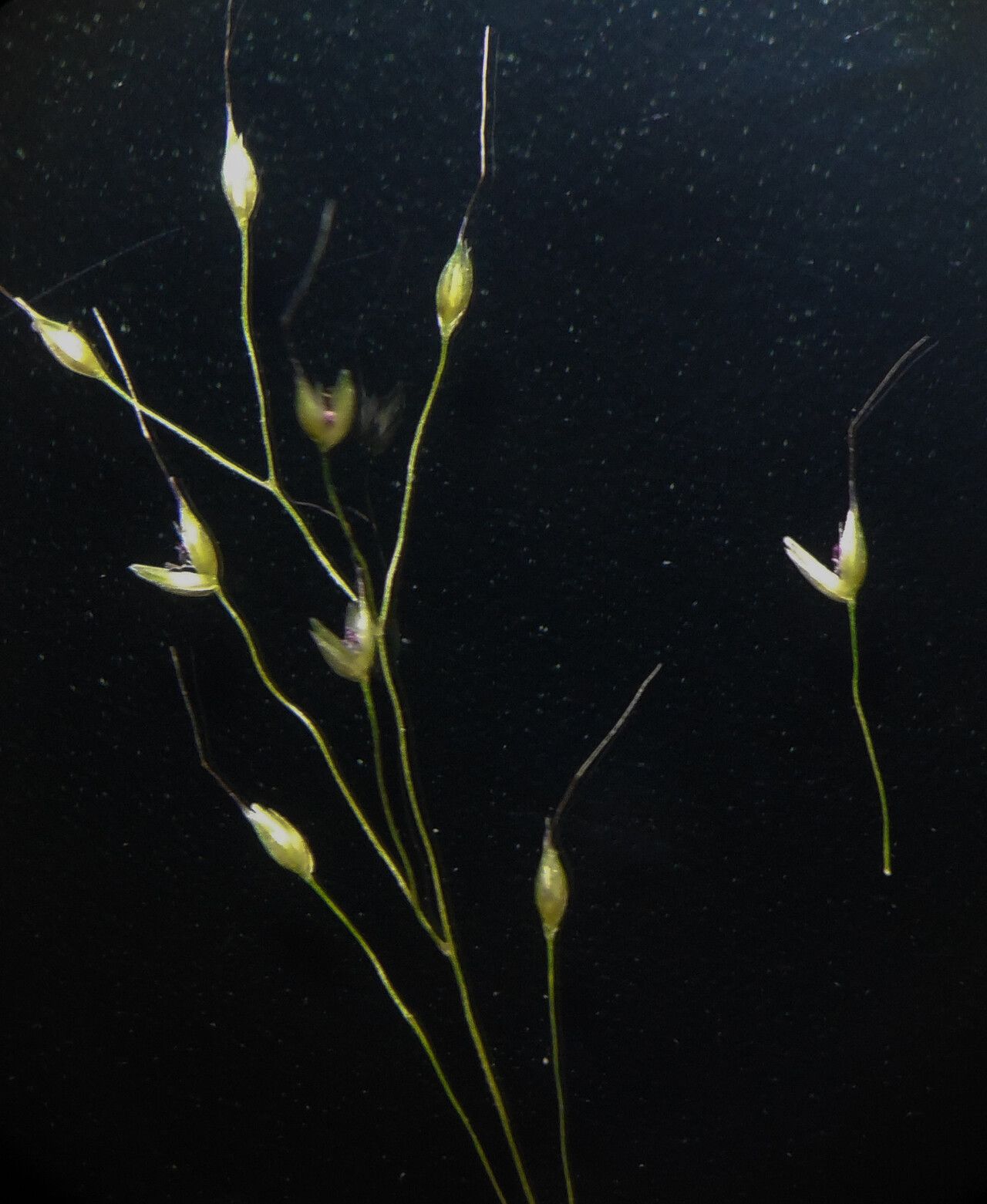 Arundinella pumila — related species from the same genus