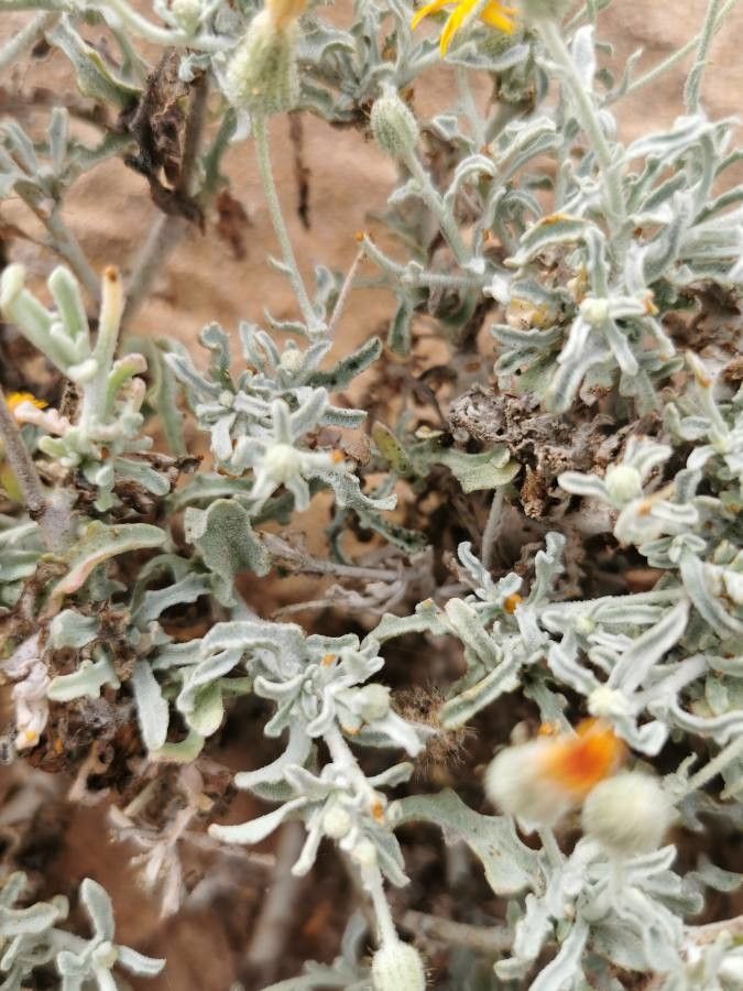 Andryala pinnatifida leaf