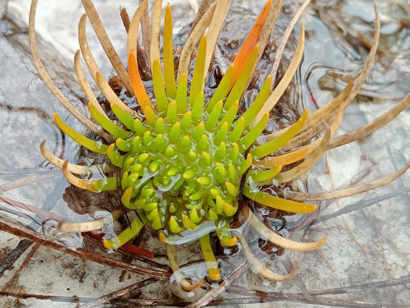 Syngonanthus umbellatus leaf