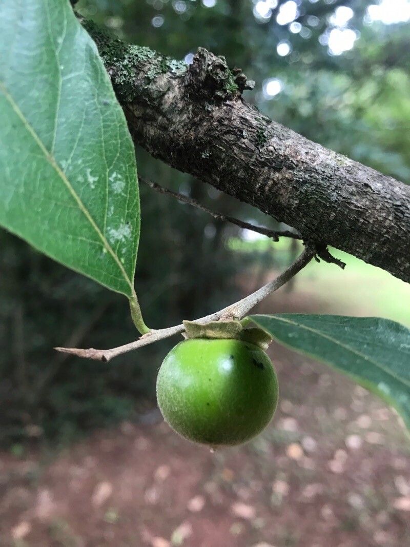 Diospyros acapulcensis