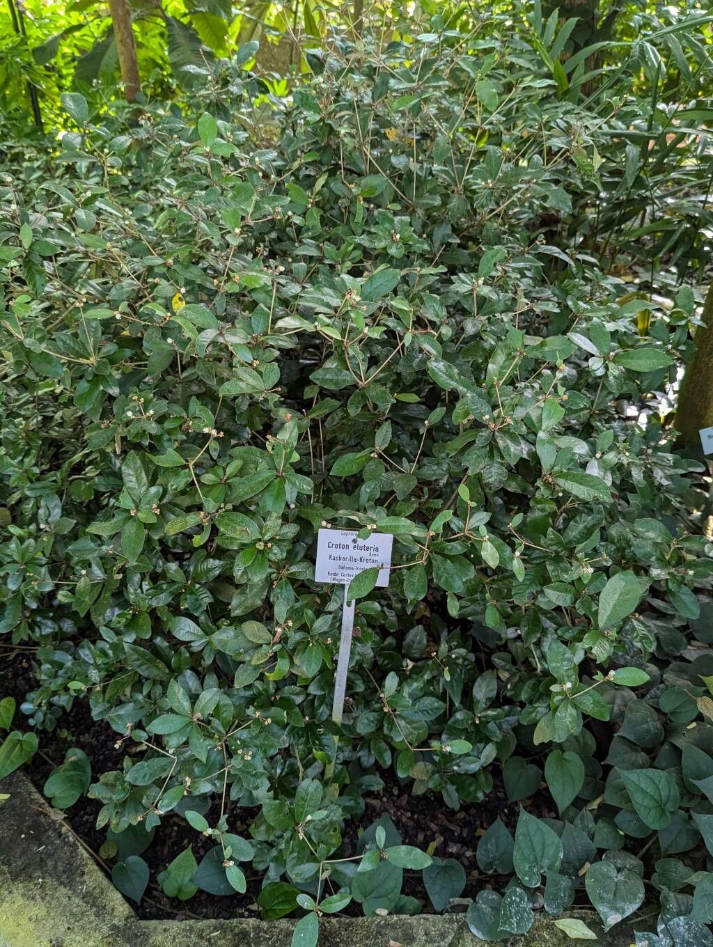 Croton eluteria habit