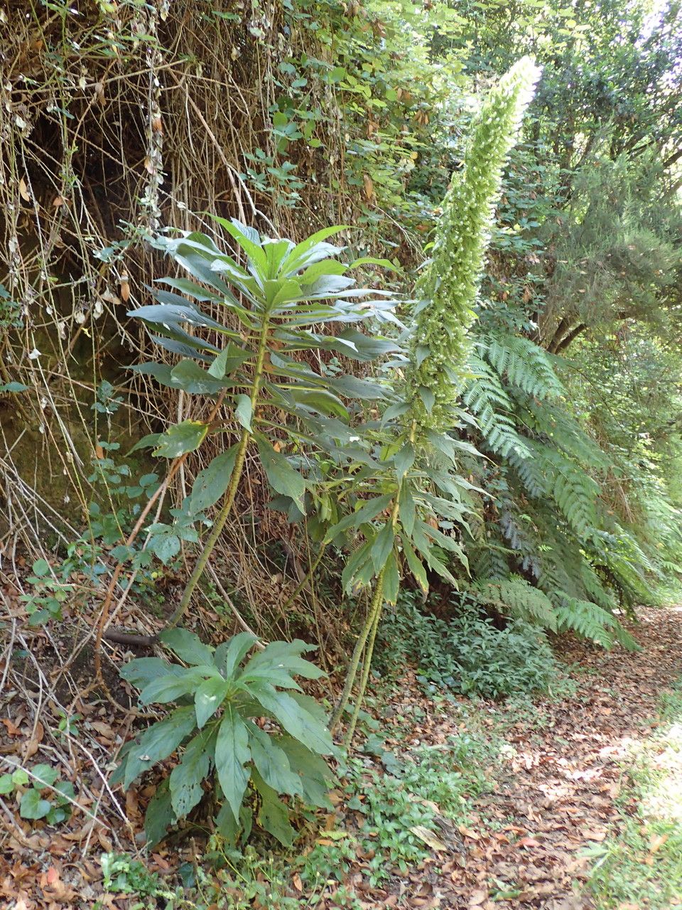 Echium pinninana habit