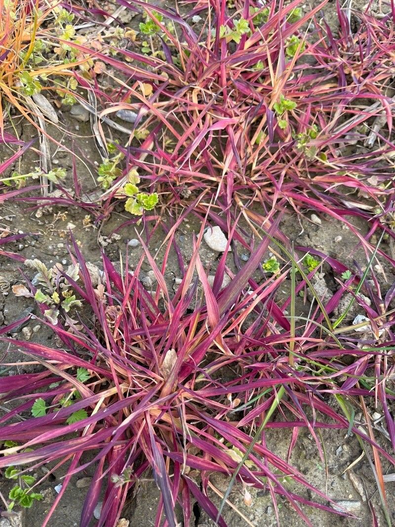 Bromus cebadilla leaf