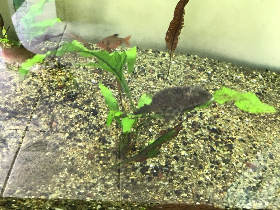 Elaphoglossum succubus habit