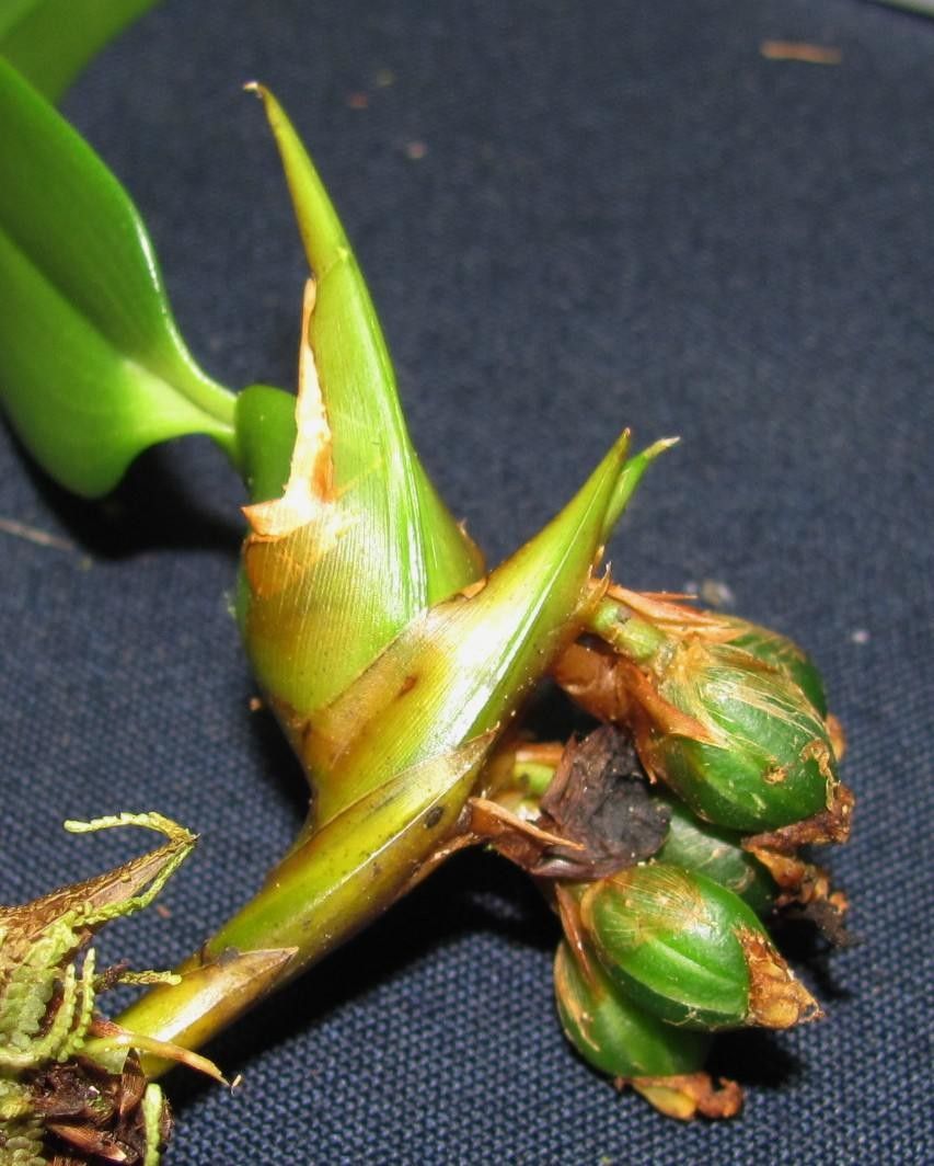 Camaridium horichii fruit