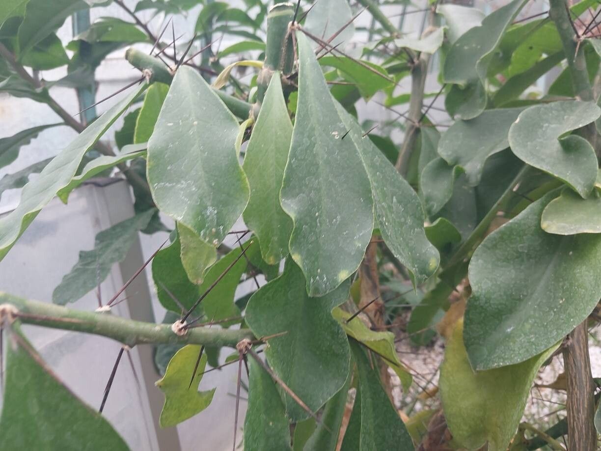 Rhodocactus bahiensis leaf