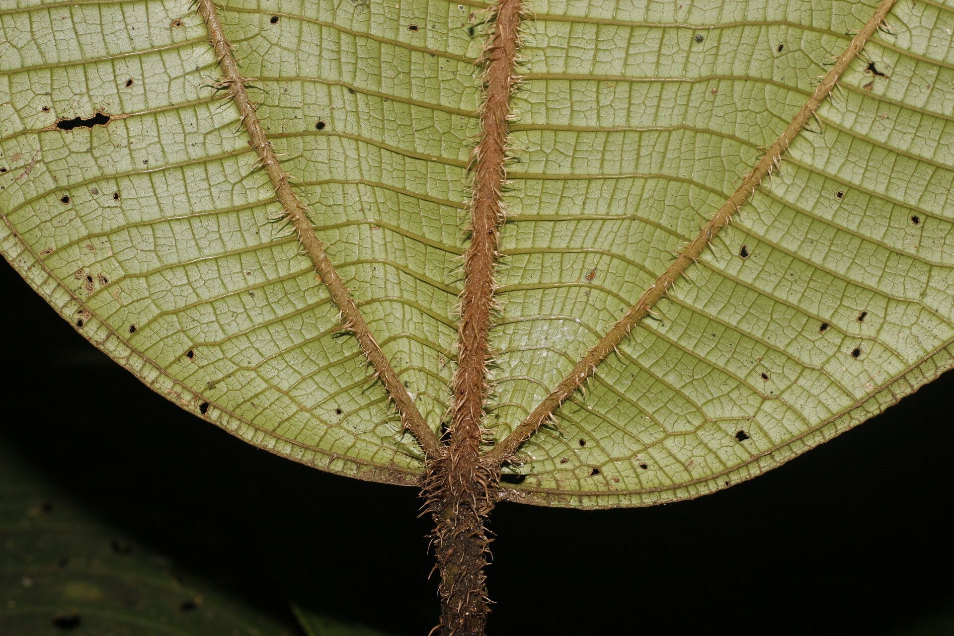 Miconia sparrei leaf