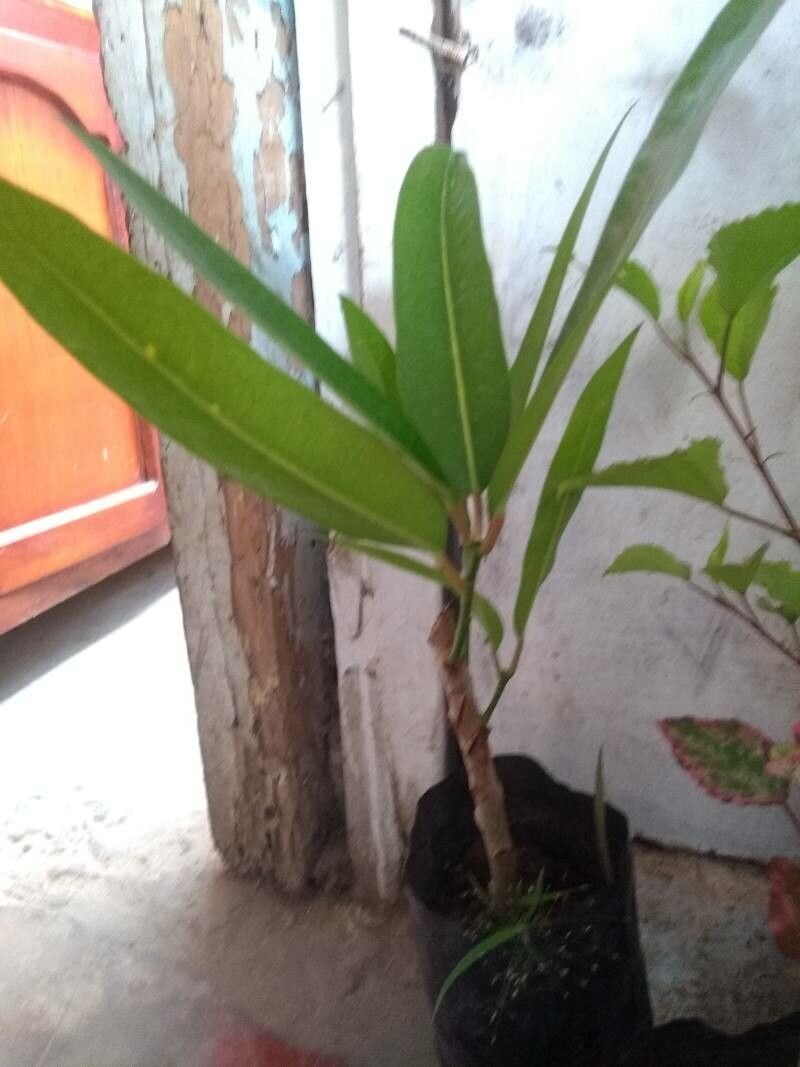 Breonadia salicina habit