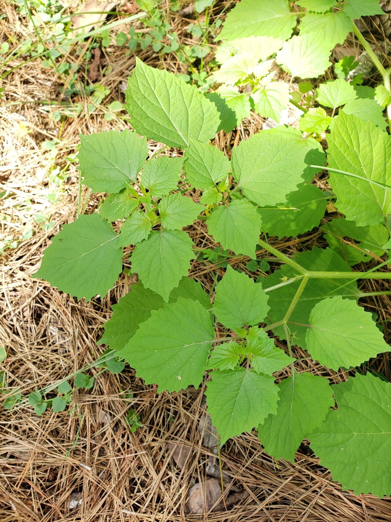 Physalis cordata — search result for 'Physalis'