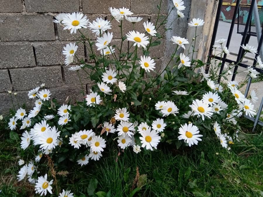 Leucanthemum heterophyllum other