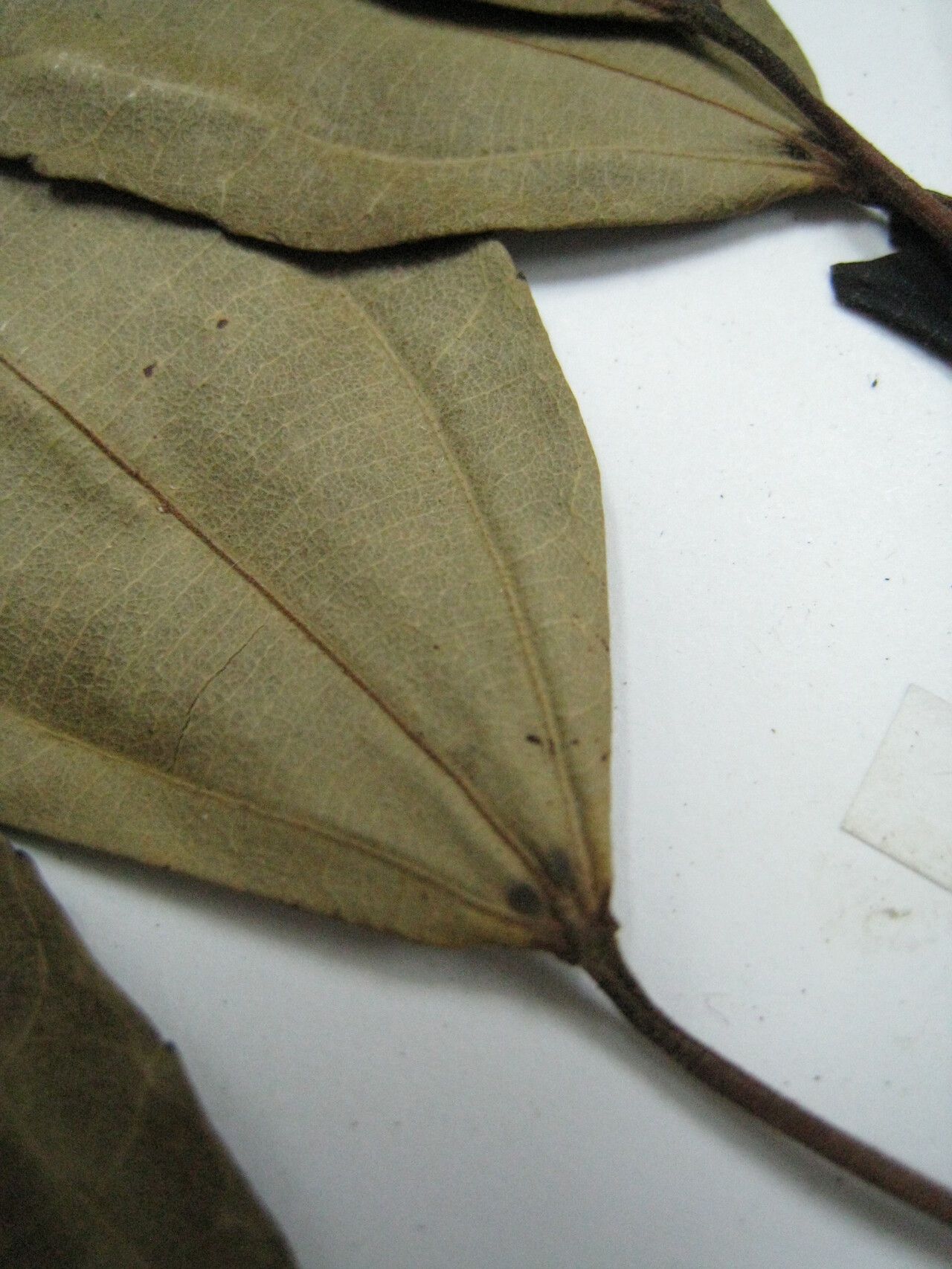 Alchornea triplinervia other