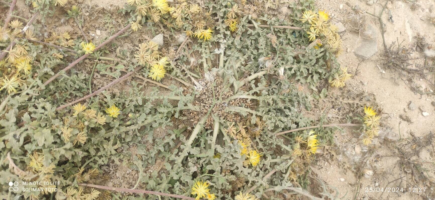 Centaurea glomerata habit