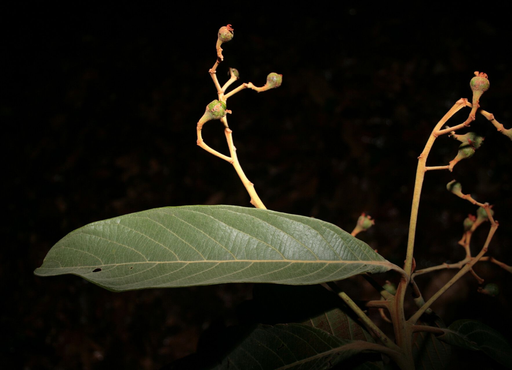 Nectandra villosa — search result for 'Nectandra'