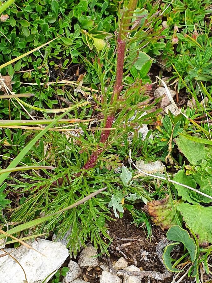 Jacobaea abrotanifolia leaf