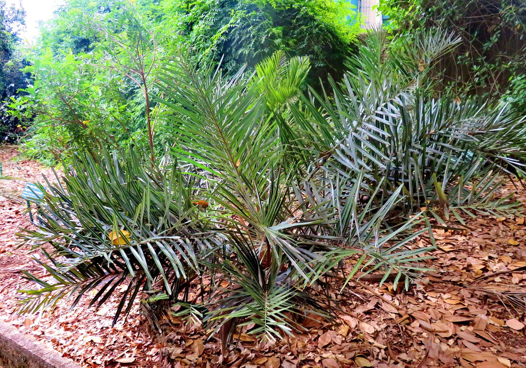 Syagrus duartei habit