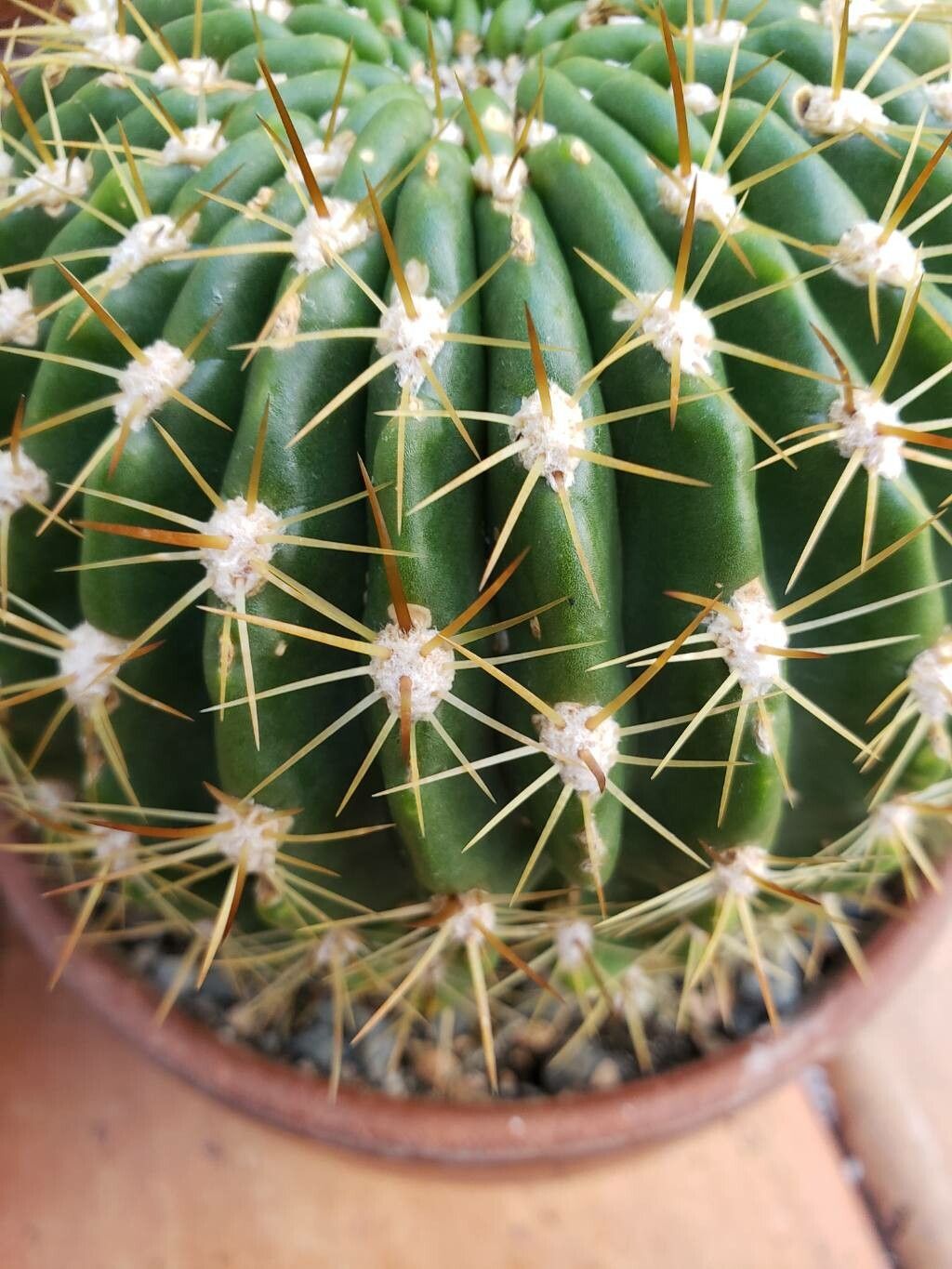 Soehrensia formosa — related species from the same genus