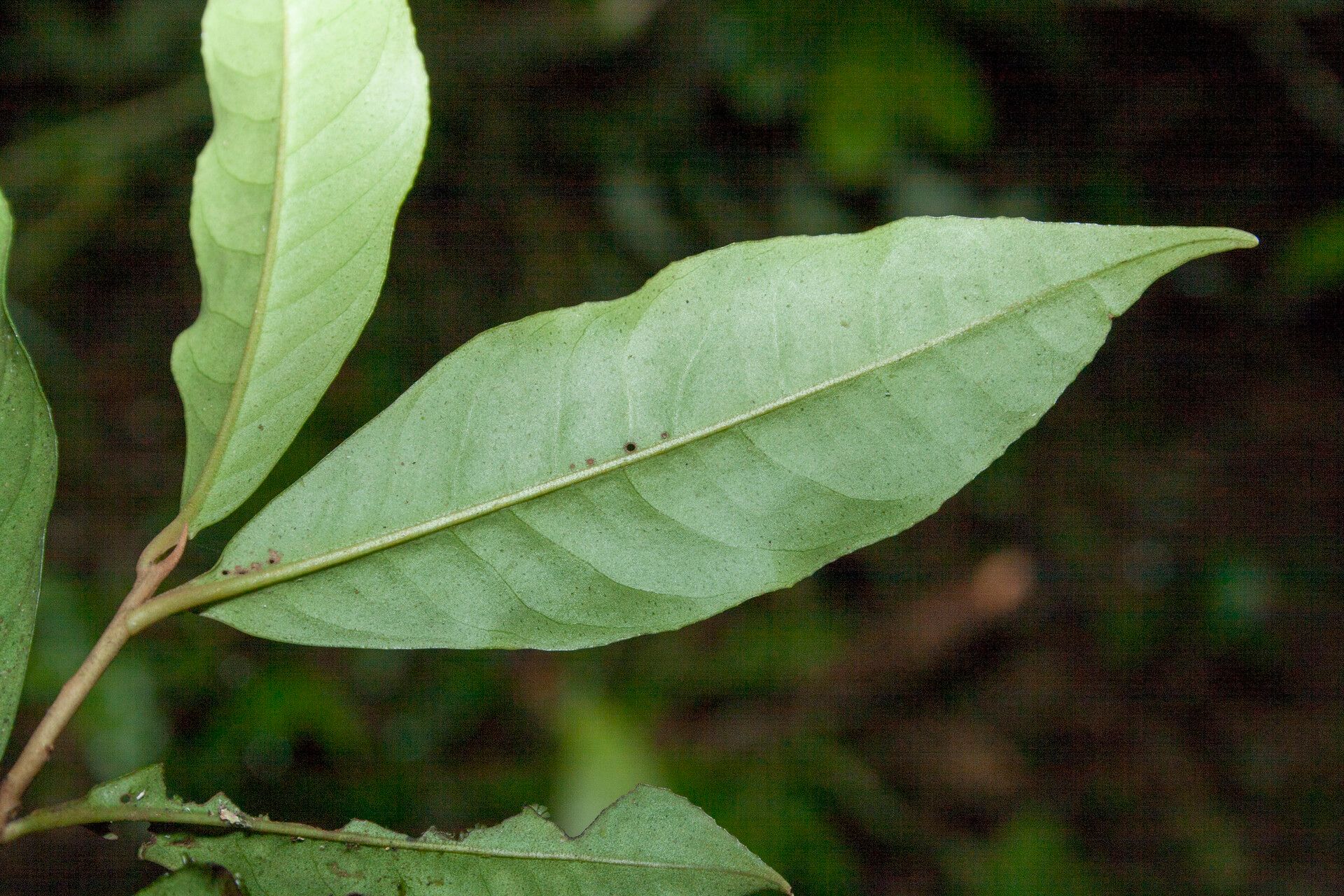 Ardisia guianensis leaf