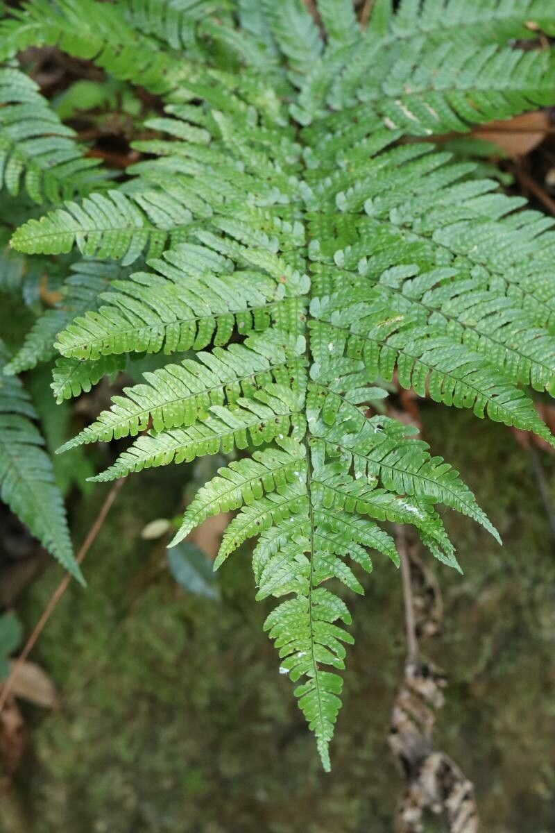 Dryopteris nipponensis — search result for 'Dryopteris'