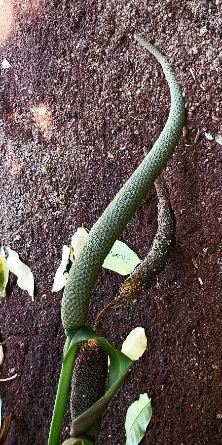 Anthurium schlechtendalii flower