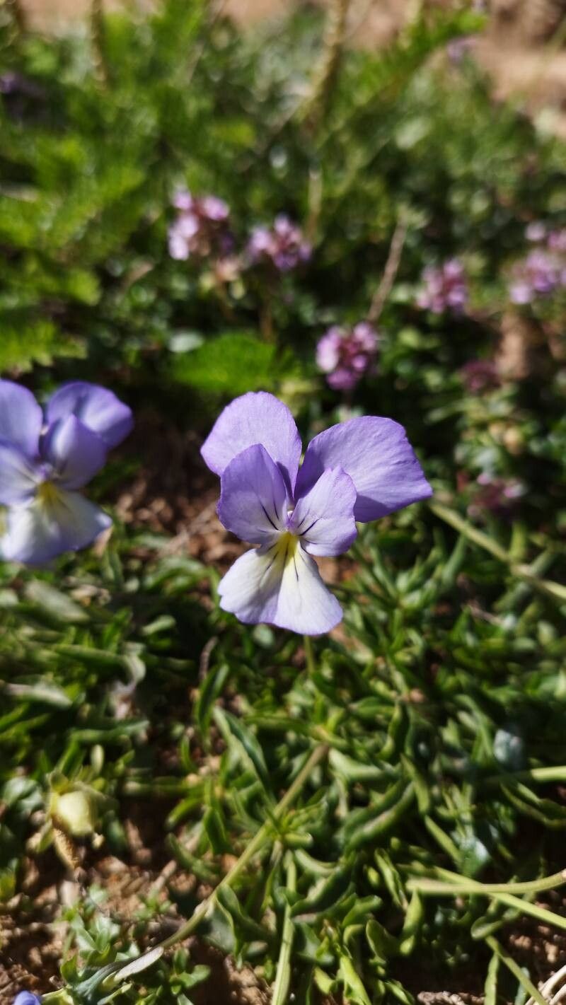 Viola eugeniae flower