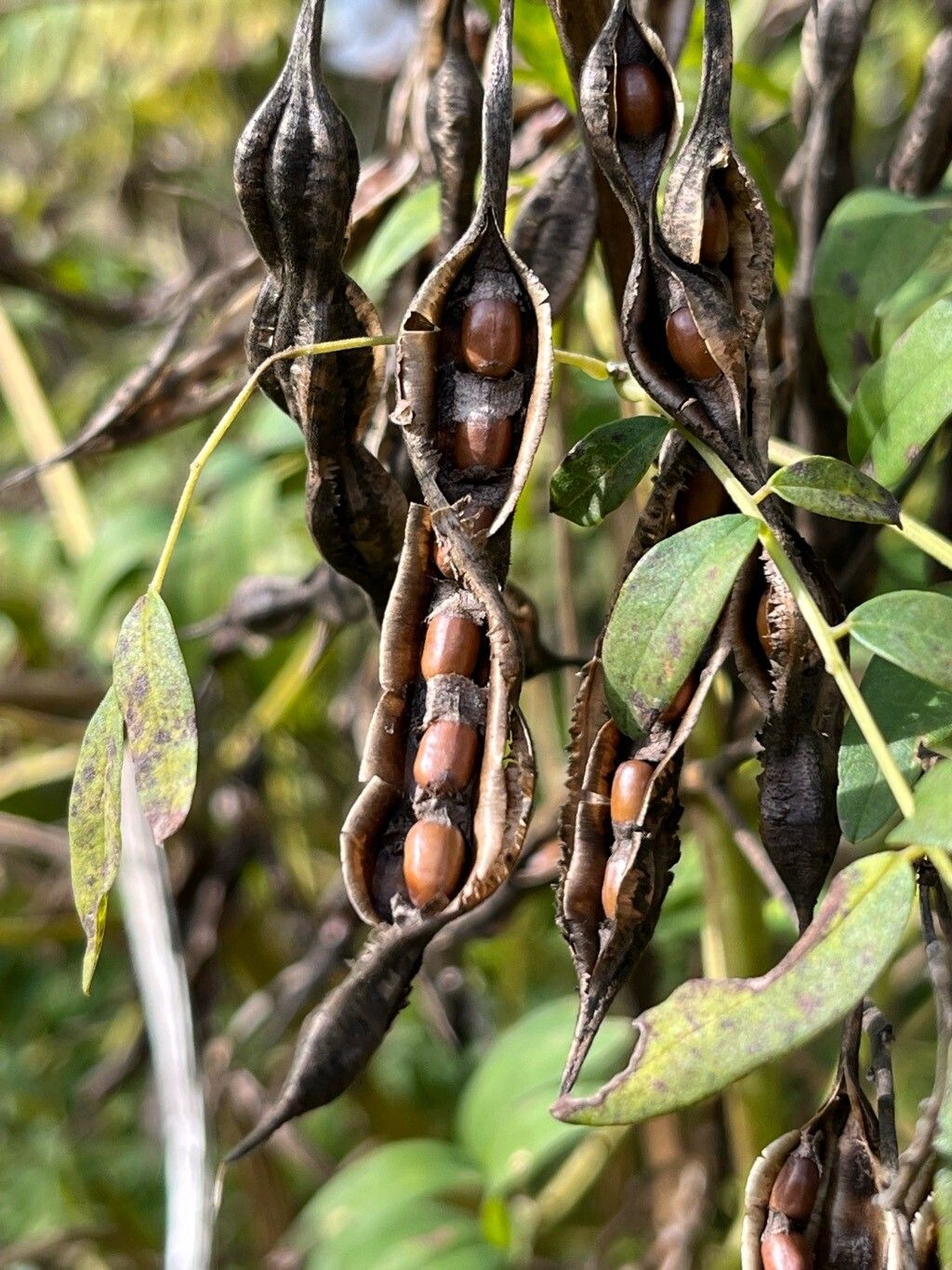 Sophora flavescens fruit