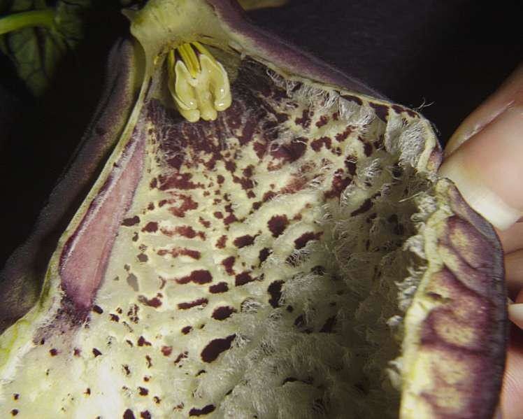 Aristolochia gorgona fruit
