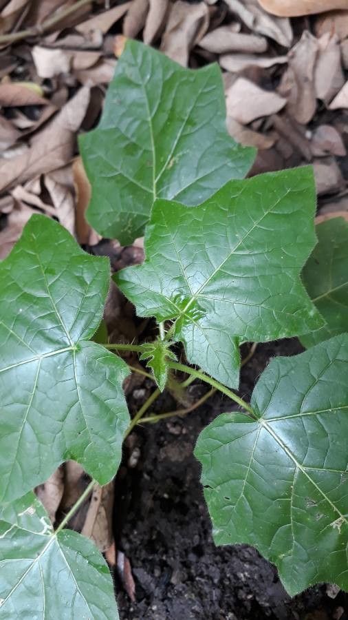 Solanum capsicoides leaf