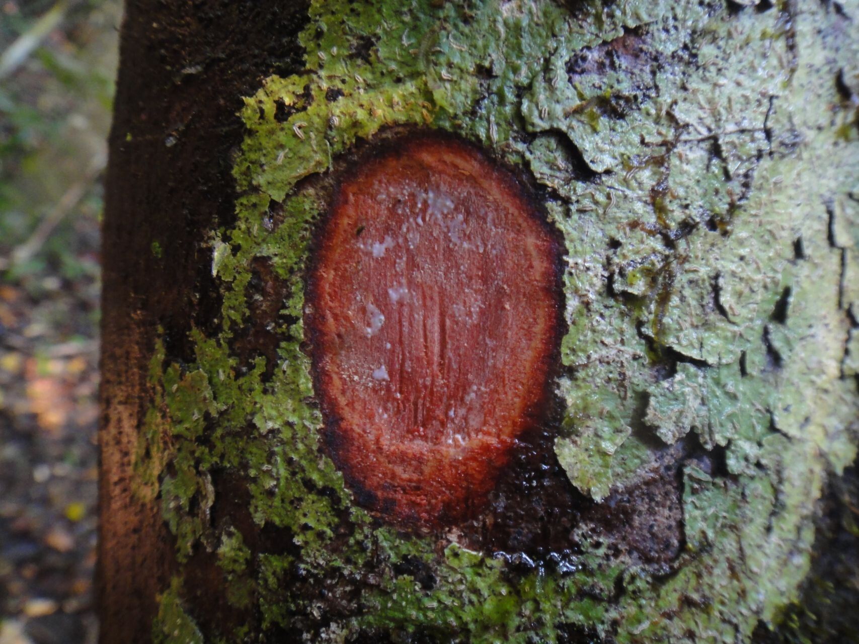Planchonella endlicheri bark