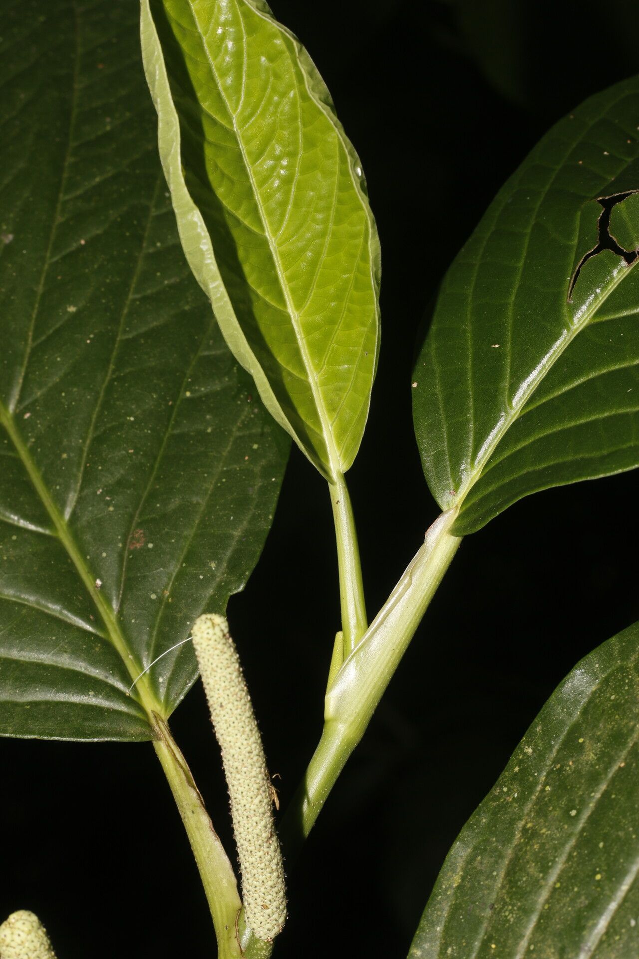 Piper sublineatum bark