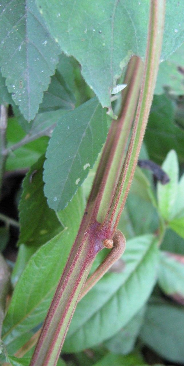 Serjania rhombea bark